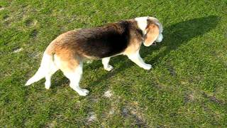 beagle epilepsy  Lafora disease 22042011 [upl. by Jacobah34]