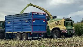 RG Contracting harvesting maize at Sloehabbert Farm 2023 [upl. by Herriott391]