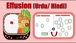 EFFUSION MEANING IN URDU EFFUSION ANIMATION  EXAMPLES OF EFFUSION CHEMISTRYBIOLOGYYOUTUBE [upl. by Campy]