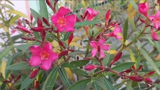 Mesmerizing Oleander Flowers in Full Bloom 🌸 [upl. by Morgen]