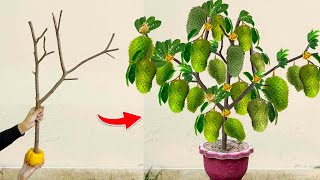 Great Technique For Grafting Soursop tree Using Bell Pepper and Aloe Vera l Grafting Soursop trees [upl. by Dierolf]