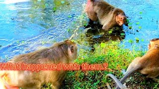 Story mommy and daddy have Quarrel a little monkey really scared and away TSB Love Animals [upl. by Barby]