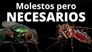 ¿De qué sirven las moscas y los mosquitos [upl. by Aikemet]