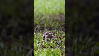 Review Bird News Blackcollared starling Bird birds [upl. by Raymonds189]