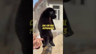 Jet black german shephered puppy available youtubeshorts shorts germansheparddog [upl. by Sivra]