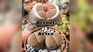 Lithops 2 years growth  before and after  cactus and succulent collection shorts [upl. by Hook782]