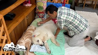 お父さんのポカポカ小豆温灸でウトウト眠るルンルンです Great Pyrenees グレートピレニーズ [upl. by Ed]