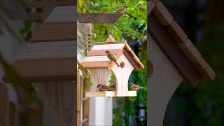 Build a DELIGHTFUL Bird Feeder in Minutes [upl. by Cavanagh917]