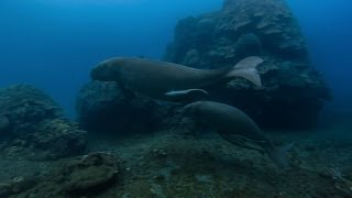 Adventures with Dugongs in Vanuatu on Infinity Expedition [upl. by Kesley]