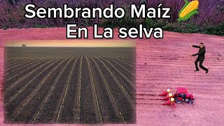 Siembra de Maíz en selva 🌽 con sembradora de 3 surcos con mini tractor 🚜 [upl. by Vihs]