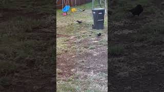 Crows have destroyed my yard and they hardly eat any food provided [upl. by Asum279]