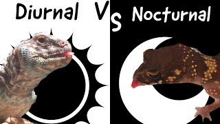 Diurnal VS Nocturnal [upl. by Heilner]