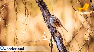 Winter Birding at Dutch Gap Canon R5 RF 100500mm [upl. by Schoenburg]