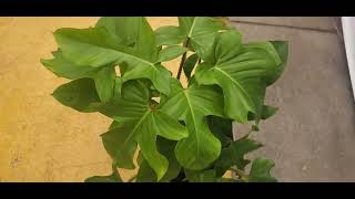 Costa Farms releases Rare Philodendron Squamiferum at Lowes [upl. by Dalenna207]