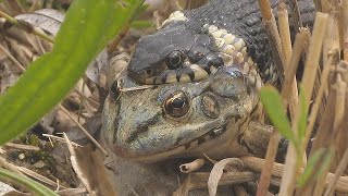 Dramatic fight for survival of frog against snake  Überlebenskampf von Frosch gegen Schlange [upl. by Stedt]