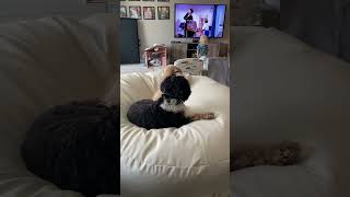 Puppies chilling on the bean bag with Mary Poppins on in the background 🐾🐶❤️ [upl. by Zsa Zsa]