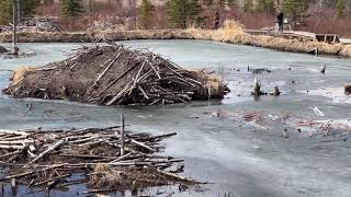 Hinton Alberta CanadaBeaver Boardwalk 4K [upl. by Yrad]