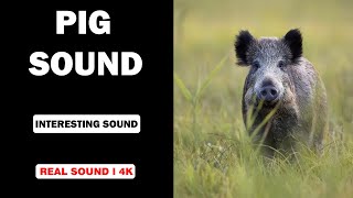 Real Pig Sounds  High Quality  Interesting Pig Sound Experience  4K [upl. by Starks264]