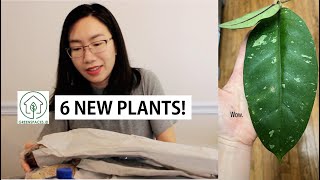 Wishlist Plants Unboxing 6 Mind Blowing Imported Plants from Greenspacesid [upl. by Giesecke393]