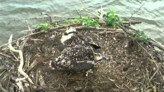 Osprey chick regurgitates pellet  rare sight  RUTLAND OSPREYS [upl. by Amuh]