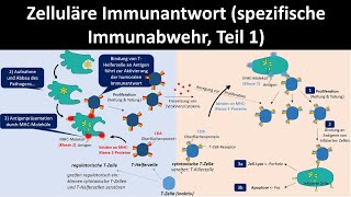 Zelluläre Immunantwort spezifische Immunabwehr Teil 1  Biologie Oberstufe [upl. by Kolnos]