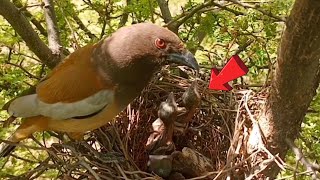 Rufous Treepie nest is going to empty 😭  Review bird nest [upl. by Ardeha]