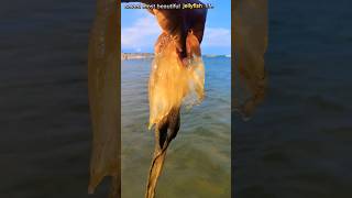 saved most venomous compass jellyfish life returned to their sea jellyfish saving shorts [upl. by Leiad]