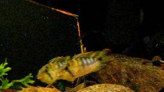 Apistogramma baenschi aggressive behaviour [upl. by Yesrod]