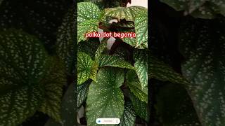 polka dot begoniapolka dot begonia carepolka dot begonia propagationshortsyoutubeshorts [upl. by Sundstrom623]