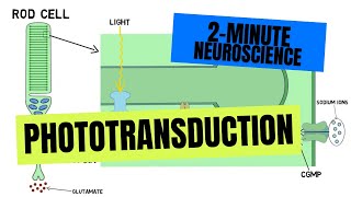 2Minute Neuroscience Phototransduction [upl. by How]