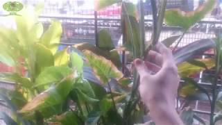 How to deal with leaves turning brown problem on SyngoniumArrowhead or other philadendron plants [upl. by Tnomad]