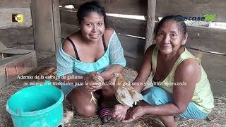 Proyecto San Ignacio Velasco 202324 Entrega gallinas 1 [upl. by Naoh]