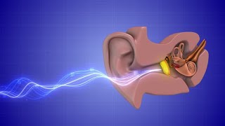 Histology Neuroscience 1 Module  The Ear [upl. by Lewert]