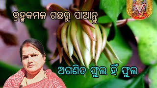 ବ୍ରହ୍ମକମଳ ଗଛରୁ ପାଆନ୍ତୁ ଅଗଣିତ ଫୁଲ ହିଁ ଫୁଲ Brahma kamal plant care [upl. by Oilime]