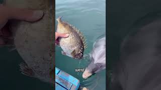 A dolphin that befriends humans healing animals fish facts seacreature [upl. by Fidel387]