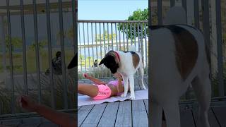 When Your Dog is the Ultimate Workout Sabotage 😅🐾 dogs dogfunny funnydogs shorts prank [upl. by Enyala]