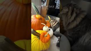 The kitties love to sniff everything we bring in catsofyoutube cutecat fall pumpkin [upl. by Retsek602]