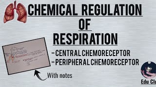 Chemical Regulation Of Respiration  Respiratory Physiology [upl. by Dionis477]