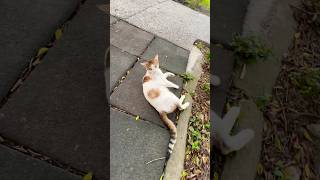 park cat cutecat catlover catvideos catshorts shortvideo [upl. by Noissap834]