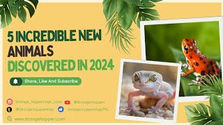 Newly Discovered Animals 2024 [upl. by Lorak]