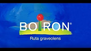 Ruta graveolens [upl. by Eillit]