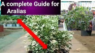 How to Care Ming Aralia  Best Tips 2022in English evergreen garden [upl. by Sardella221]