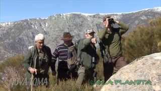 Machos en la sierra de Gredos [upl. by Blatman]