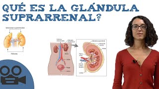 Qué es la glándula suprarrenal [upl. by Win]