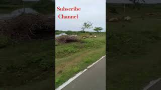 අන්තිම වෙනකන් බලන්න nationalpark bundala dayvlog thenuusvlogs ❤️❤️ [upl. by Juieta]