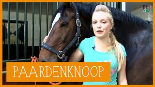 Paardenknoop  PaardenpraatTV [upl. by Nahpos]