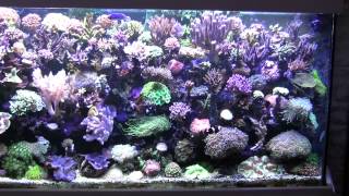 Meerwasseraquarium 1000l HD Reeftank [upl. by Kawasaki]