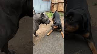 Cane corso VS Rottweiler [upl. by Assyral]