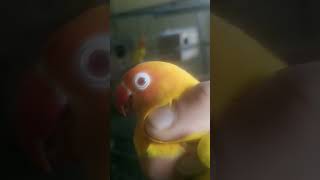 albinolotino fishre red breeder pairquality birdsviralvideo birds jawaparrot explorepage [upl. by Tacita146]