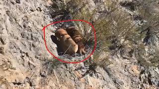 Helpless stray dog mom watches as her puppies roll down a hill until this happened [upl. by Norita981]